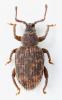Cathormiocerus hircus